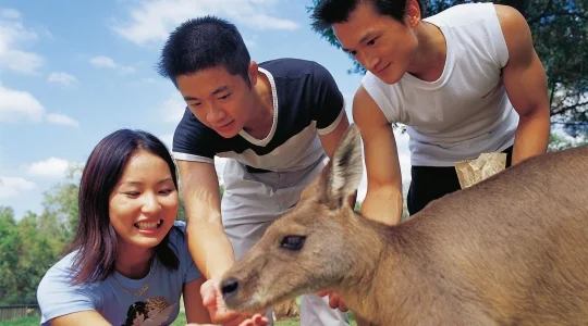 【ブリスベン】ローンパインコアラサンクチュアリー入場券事前手配